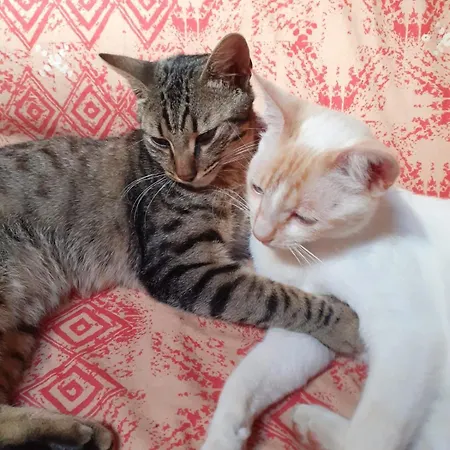 La Longere Des Chats Maison Au Calme Et Au Frais En Campagne 2-6 Pers Дом отдыха