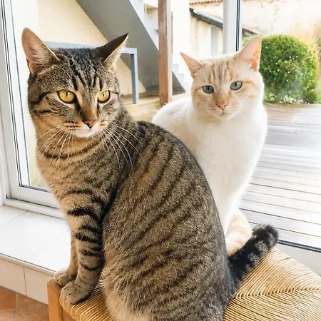 La Longere Des Chats Maison Au Calme Et Au Frais En Campagne 2-6 Pers Casa vacanze Saint-Clementin